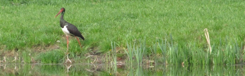 fekete-golya